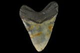 Bargain, Fossil Megalodon Tooth - North Carolina #124464-2